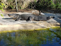 Your kids birthday party places Croc Encounters in Tampa in Hillsborough
