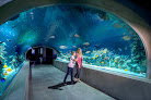 Your kids birthday party places Odysea Aquarium in Scottsdale in Arizona